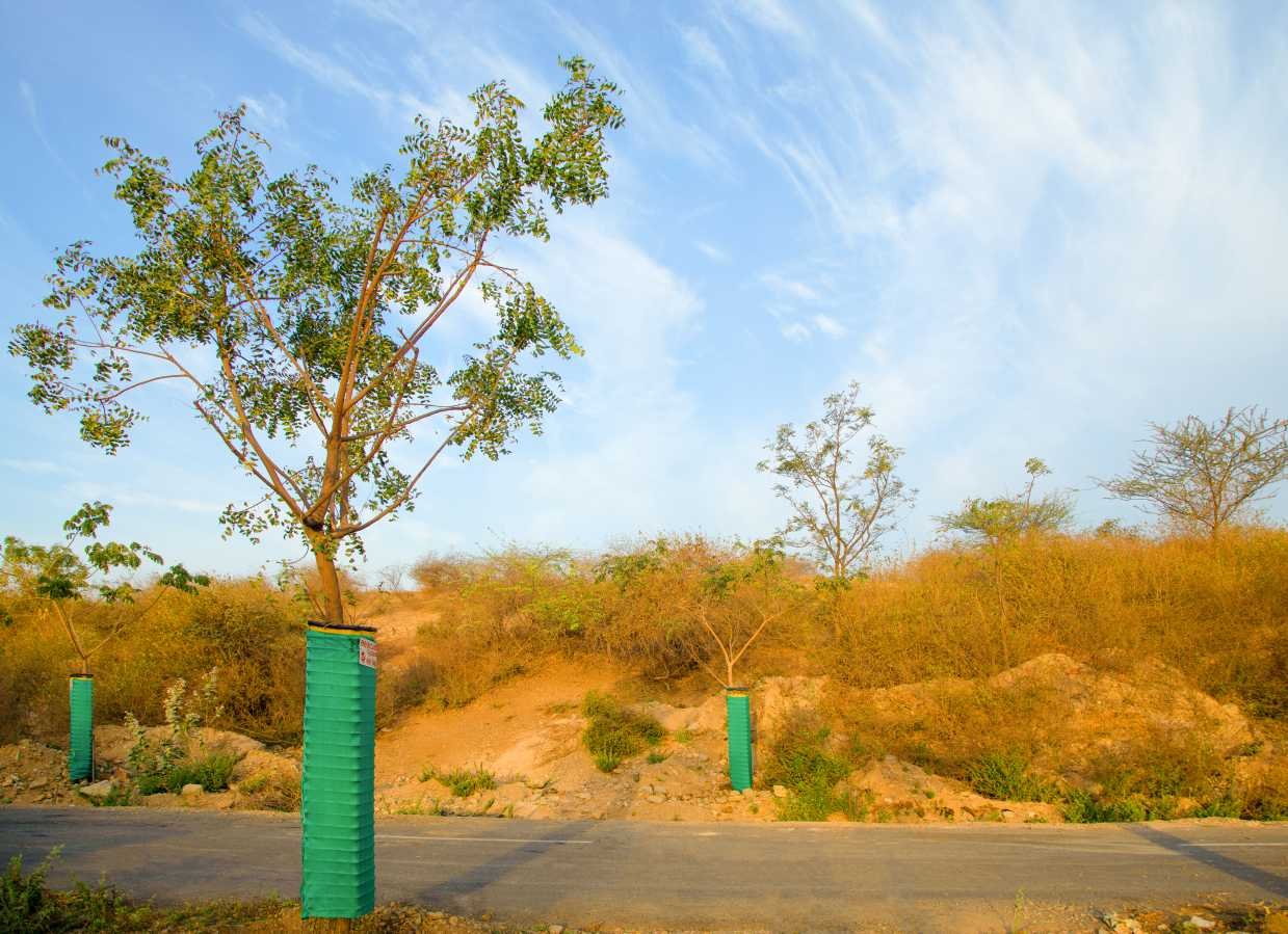Tree Plantation