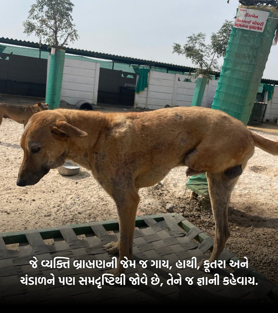 dogashram