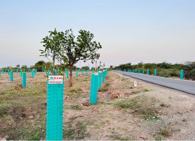 Tree Plantation