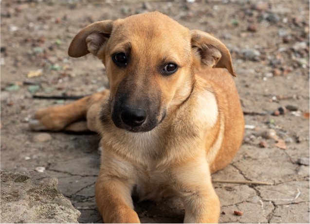 Dog Shelter