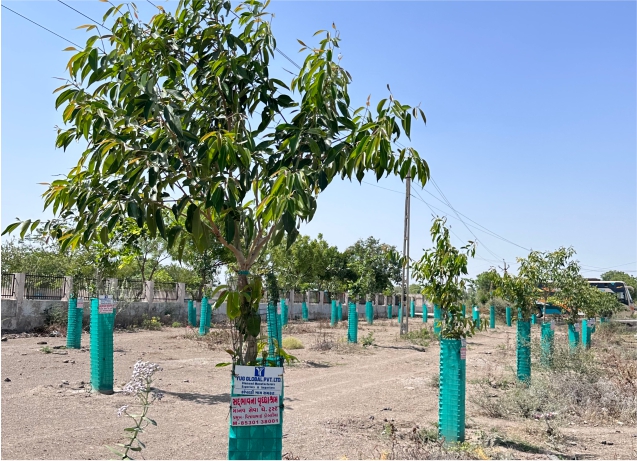 Tree Plantation